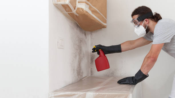 Professional Attic Mold Removal technician working in Nashville, MI