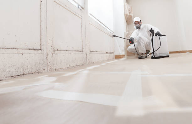 24/7 Emergency Attic Mold Removal experts in Nashville, MI